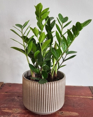 ZZ Plant Plant