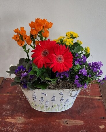 Flora Plant