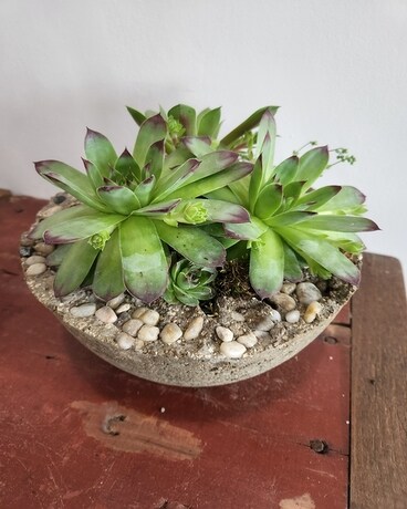 Hen and Chick Planter Plant