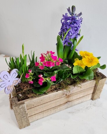 Spring has Sprung Plant