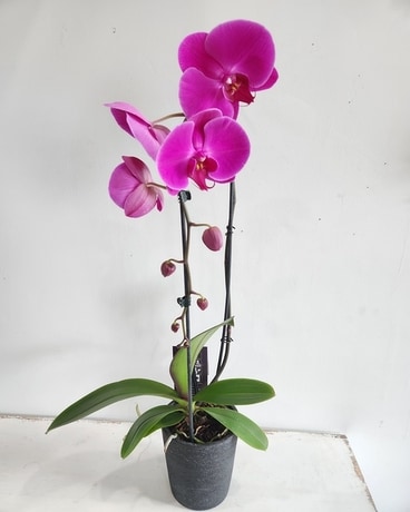 Deep Purple Orchid Plant