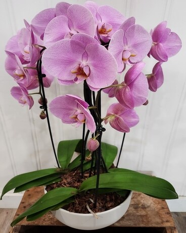 Triple Orchid Plant