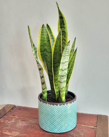 Sansevieria Plant