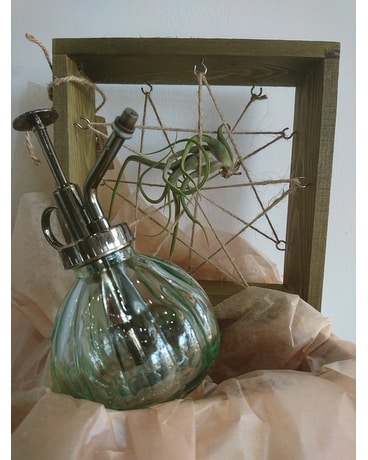 Air Plant Kit Plant