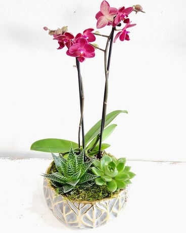 Orchid Planter Plant