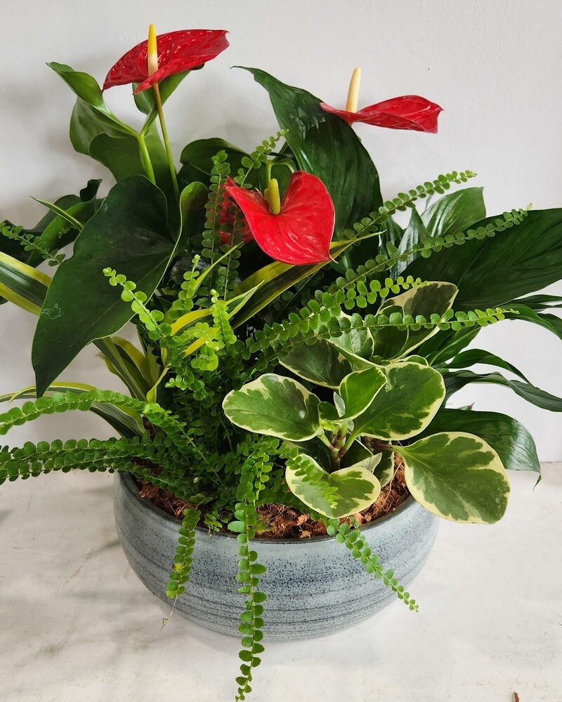 Plants Delivery Orangeville ON - Orangeville Flowers LTD.