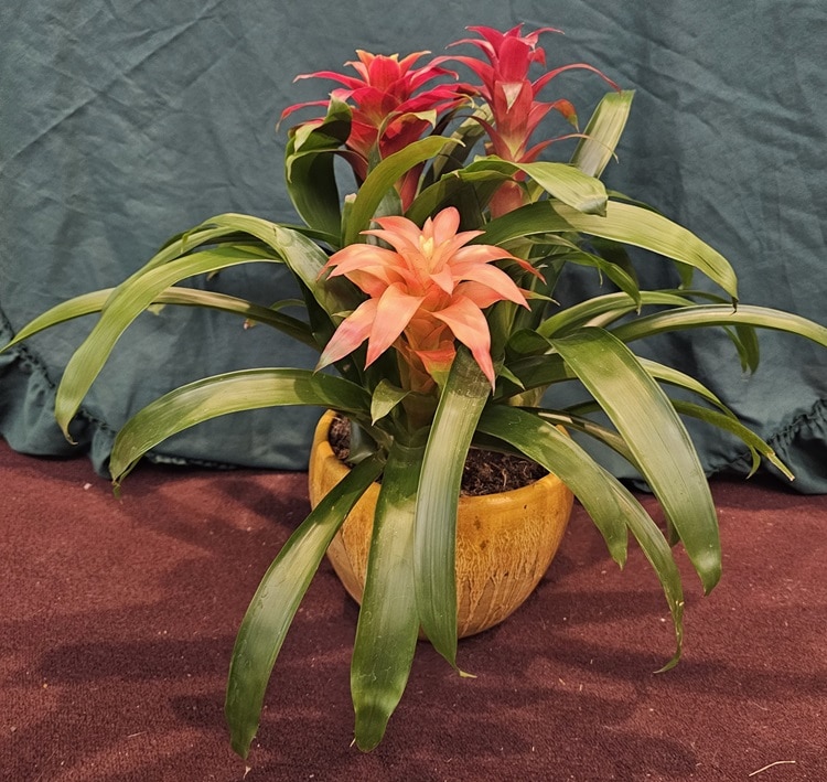 Tropical Bromeliad multi bloom plant in Independence KY - Cathy's
