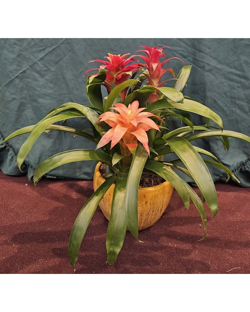 Tropical Bromeliad multi bloom plant in Independence KY - Cathy's