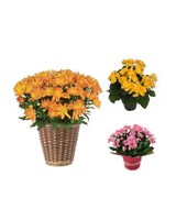 Deluxe size,  inches height and  inches wide.