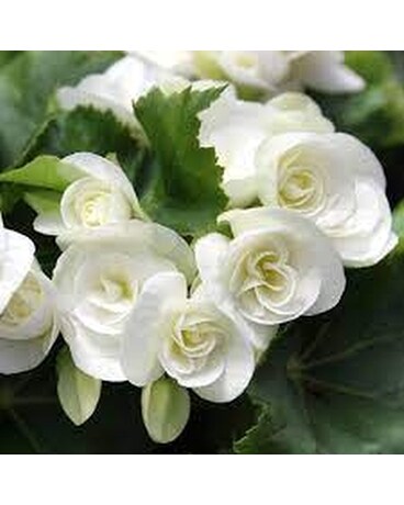 Beautiful Begonias Plant