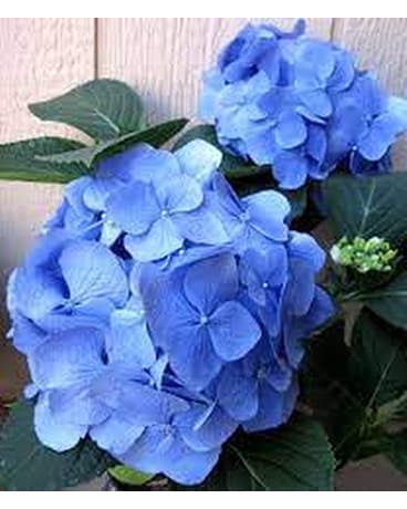 Classic Hydrangea Plant