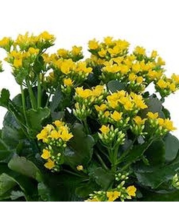 Kalanchoe Flower Arrangement