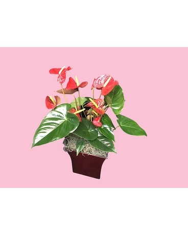 Red Anthurium Plant