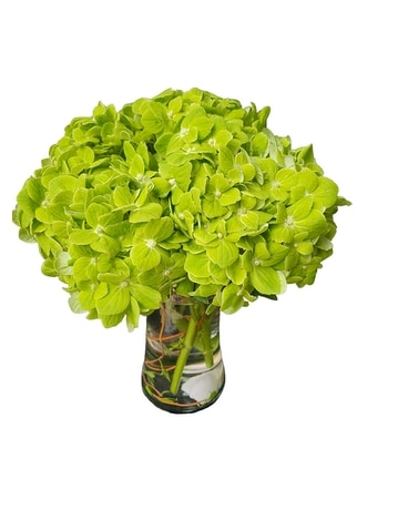 Beautiful Hydrangea Cluster Flower Arrangement