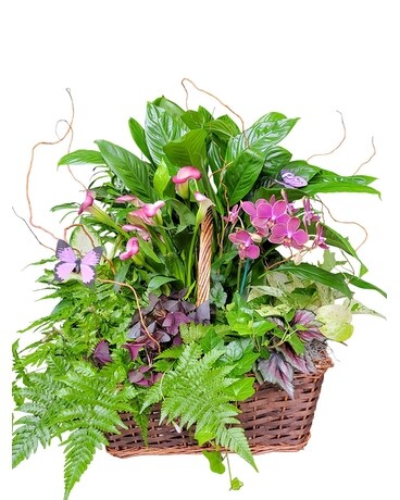 Abundant European Garden Plant