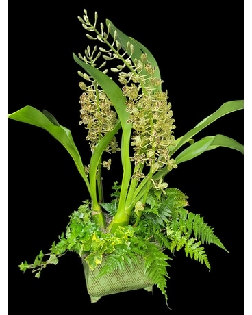 GORGEOUS Grammatophyllum Double Spike Tiger Orchid Plant