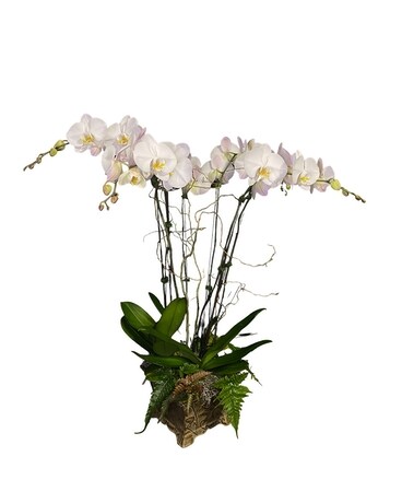 Exquisite Phalaenopsis Orchid Plant Flower Arrangement