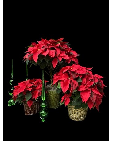 Festive Red Poinsettia Plant
