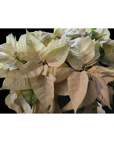 Large White Poinsettia Plant