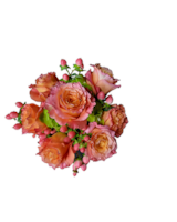 Orange Pink Garden Roses size,  inches height and  inches wide.