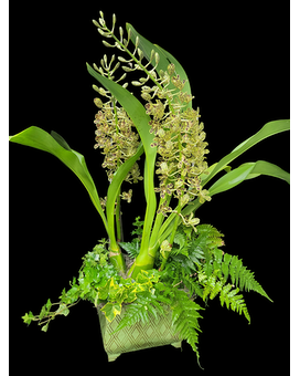 GORGEOUS Grammatophyllum Double Spike Tiger Orchid Plant
