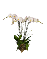 Double Spike White size,  inches height and  inches wide.