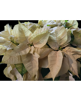 Large White Poinsettia Plant