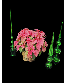 Large Pink Poinsettia Plant