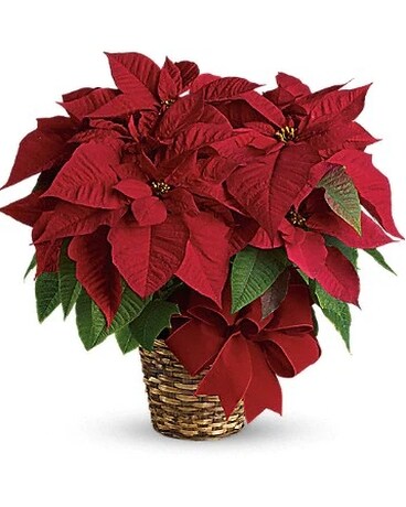 Red Poinsettia Flower Arrangement