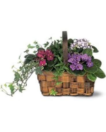 Mixed African Violet Basket Flower Arrangement