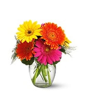 Teleflora's Fiesta Gerbera Vase Flower Arrangement