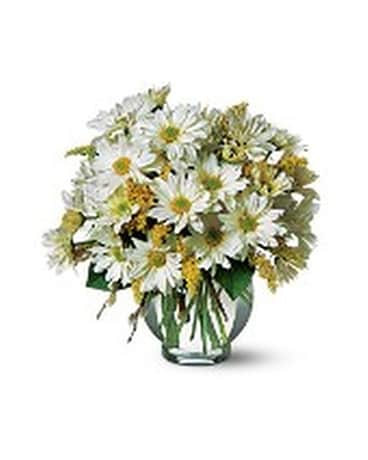 Daisy Cheer Flower Arrangement