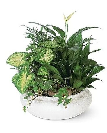 Ceramic Dish Garden Flower Arrangement