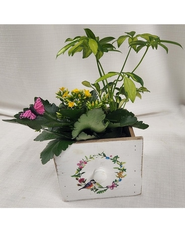 Mom's Spring Dish Garden Plant