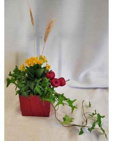 Festive Apples Dish Garden Dish Garden Plant