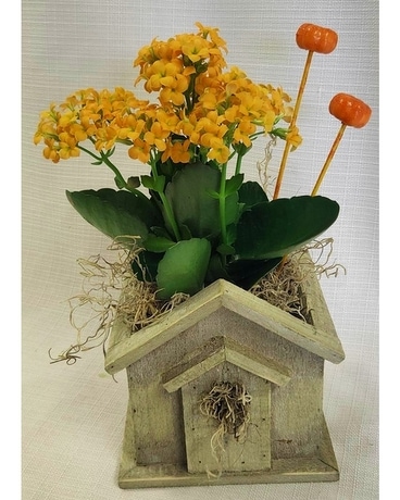 Autumn Kalanchoe Plant