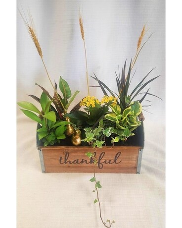 Medium Thankful Dish Garden Dish Garden Plant