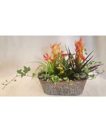 Pumpkin Harvest Dish Garden Dish Garden Plant