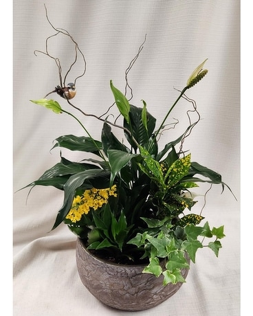 Sympathy Dish Garden Dish Garden Plant