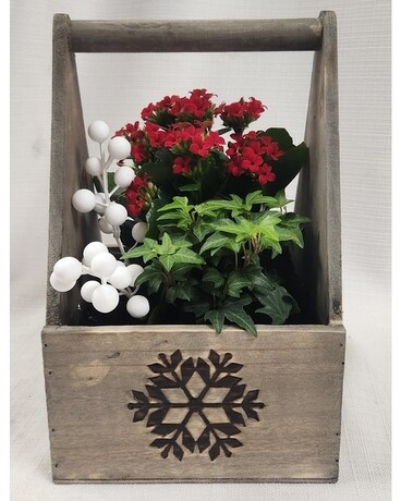 Medium Snowflake Dish Garden Dish Garden Plant