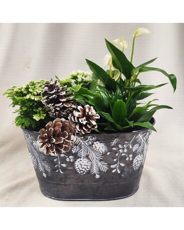 Festive Pinecones Dish Garden Dish Garden Plant