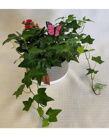 Nature Dish Garden - Grey Dish Garden Plant