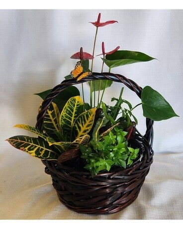 Butterflies In Nature Dish Garden Dish Garden Plant