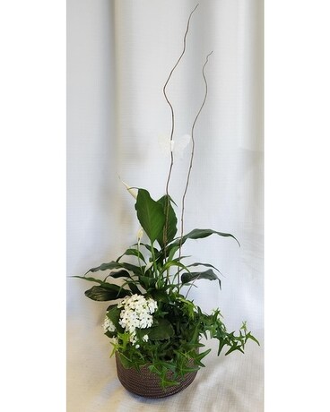 Peaceful Butterflies Dish Garden Dish Garden Plant