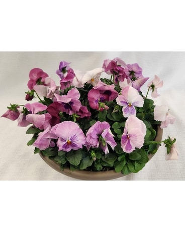 Pansy Bowl - Pinks Plant