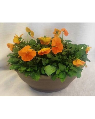 Pansy Bowl - Oranges Plant