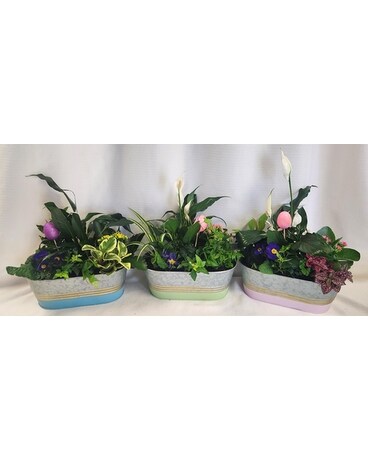 Easter Egg Hunt Dish Garden Dish Garden Plant