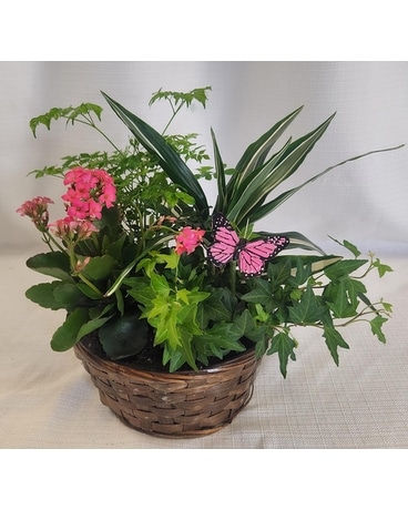 Sincere Sympathy Dish Garden Dish Garden Plant