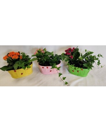 Bountiful Basket of Spring Dish Garden Dish Garden Plant