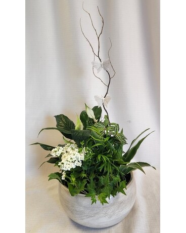 Eternal Peace Dish Garden Dish Garden Plant